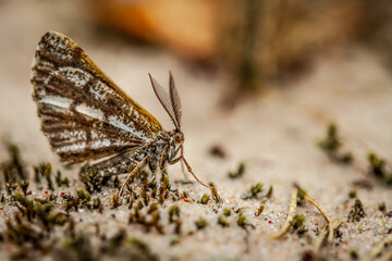 butterfly on sand
