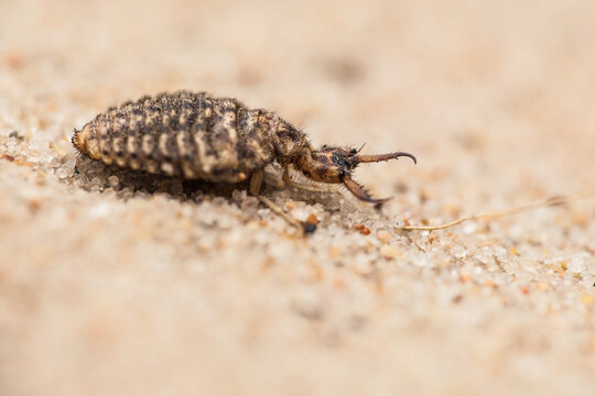 ant predator, Myrmeleon formicarius, 