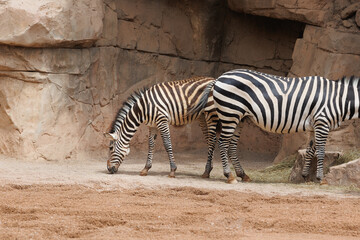 Fototapeta na wymiar Grant's Zebras, Equus quagga boehmi, the smallest of the Subspecies of the Plains Zebras