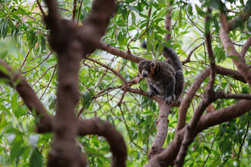 Lemur with Grey Fur above a Tree Branch