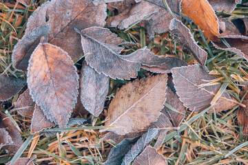 Frozen oak leaves abstract natural background. Closeup texture of frost and colorful autumn leaves on forest ground. Tranquil nature pattern morning hoar frost abstract seasonal macro. Peaceful winter