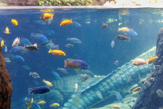 Fishes and Corals inside a Big Blue Aquarium Tank, in the background Crocodiles