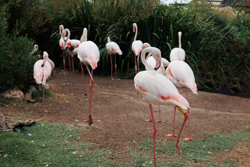 Group of Beautiful Flamingos, a type of Wading Bird in the Family Phoenicopteridae in a Natural Area