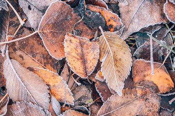 Frozen oak leaves abstract natural background. Closeup texture of frost and colorful autumn leaves on forest ground. Tranquil nature pattern morning hoar frost abstract seasonal macro. Peaceful winter