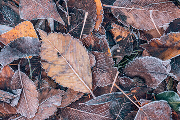 Frozen oak leaves abstract natural background. Closeup texture of frost and colorful autumn leaves on forest ground. Tranquil nature pattern morning hoar frost abstract seasonal macro. Peaceful winter