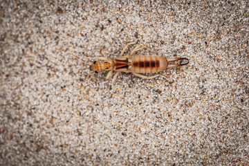 earwig on sand