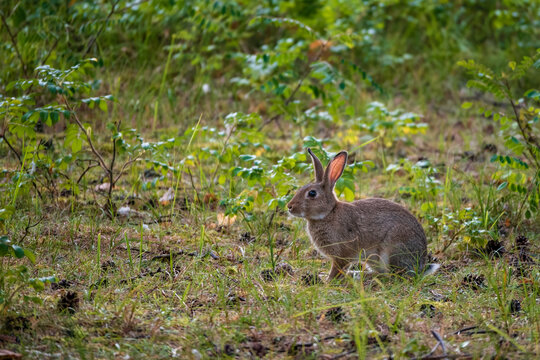 Baumwollschwanzkaninchen auf der Wiese. / Cottontail rabbits in the meadow. 