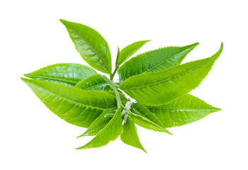 Green tea leaf isolated on transparent png