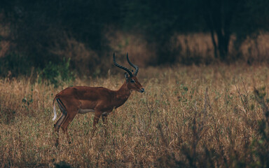 Naklejka premium Antilope im Serengeti-Nationalpark
