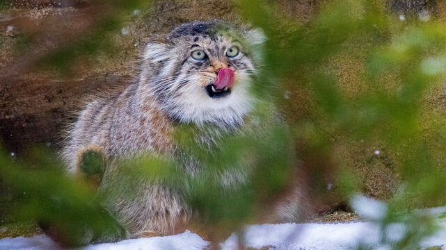 舌を出すマヌルネコ