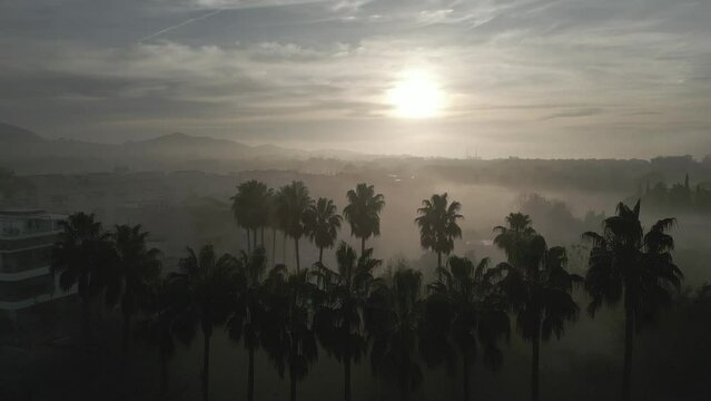Niebla con pueblo y palmeras de fondo