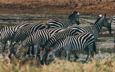 Fototapeta na wymiar Zebras in Herde am Fluss