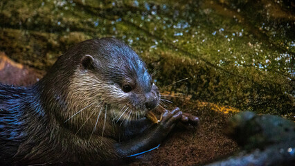 Otter / zoo / cute