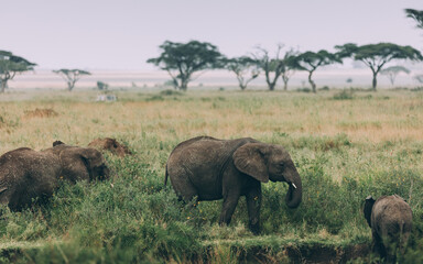 Naklejka premium Elefant im Serengeti-Park