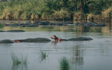 Flusspferde in Serengeti