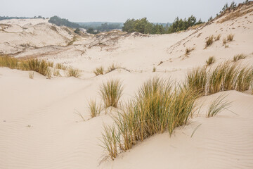 sand dunes on the beach