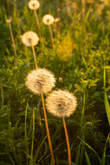 Dandelion flowers in sunny meadow