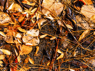A feast of colorful leaves lay on the ground. Fall and winter relaxing image with natural earthy colors.