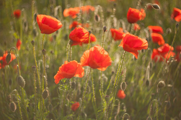 poppy field in summer