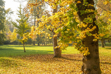Beautiful autumn landscape with yellow leaves