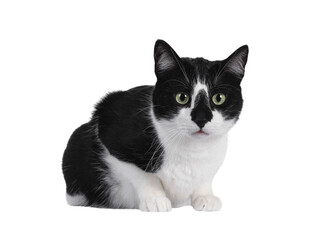 Fototapeta premium Handsome black and white house cat, laying down side ways. Looking towards camera with green eyes. PNG format. Isolated cutout on a transparent background.