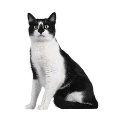 Handsome black and white house cat, sitting up side ways. Looking towards camera with green eyes....