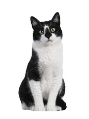 Handsome black and white house cat, sitting up facing front. Looking towards camera with green...
