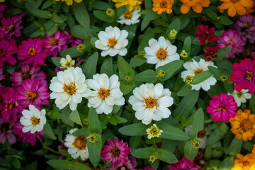 The multicolored Zinnia angustifolia blossoms in winter