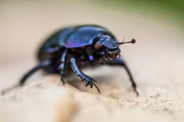 Foto op Plexiglas dor beetle on a stone, blue purple beetle, indigo insect © LIMARIO