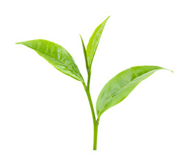green tea leaf isolated on  transparent png