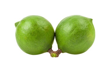 macadamia nuts  isolated on transparent png