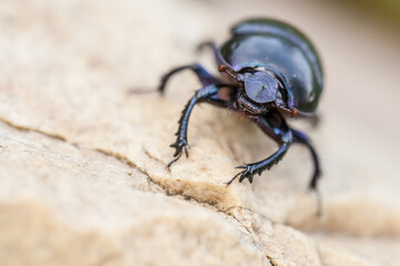 earth-boring dung beetle on a stone, Geotrupes stercorarius, 