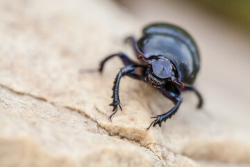 beetle on the ground