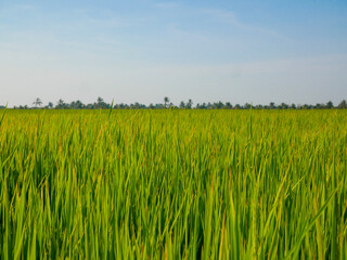Rice stalks in the vast fields important agricultural products of Thailand