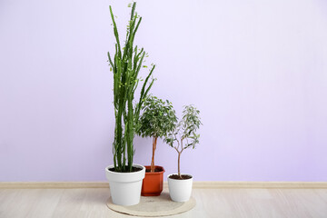 Different houseplants near color wall in room