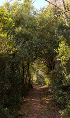 Fototapeta na wymiar Long chemin en sous bois, path in the Woods