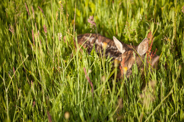 baby deer in the grass