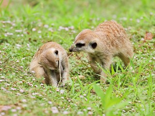 草原で遊ぶミーアキャットたち
