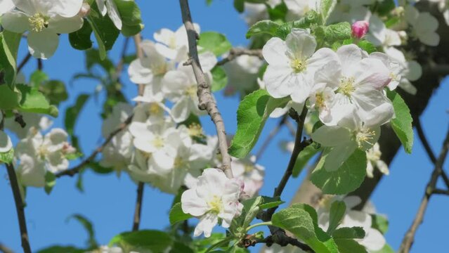 Nature in springtime. Branch with beautiful white spring apple flowers on apple tree. Nature scene with flowering apples tree on blossom background. Botanical bloom concept. Blooming backdrop