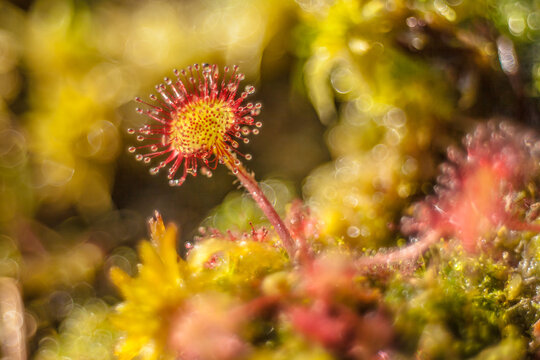 Sundews Trap Leaf, Drosera Rotundifolia