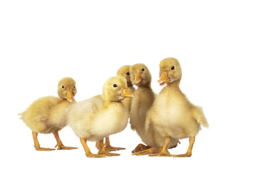 Group of 5 three day old cute Peking Duck chicks, standing in group. Looking towards camera. Isolated cutout on transparent background.