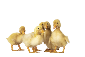 Group of 5 three day old cute Peking Duck chicks, standing in group. Looking towards camera. Isolated cutout on transparent background.