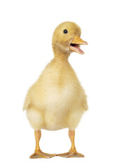 Three day old cute Peking Duck chick, standing facing front. Head turned to side looking towards camera. Isolated ocutout on transparent background. Beak open.