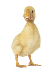 Three day old cute Peking Duck chick, standing side ways. Head turned to and looking towards camera. Isolated cutout on transparent background.
