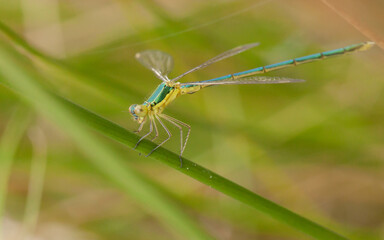 blue dragonfly on a green leaf
