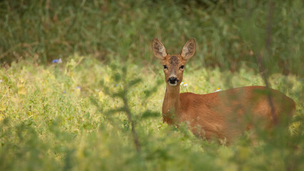 deer in the clearing