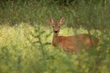 roe deer in the grass