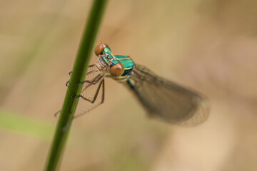 close up of a dragonfly