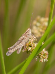 grasshopper on a leaf