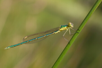 blue dragonfly on a green leaf